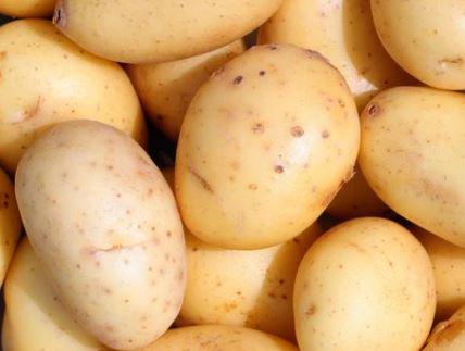 Potato project 2014